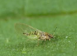 Attēlu rezultāti vaicājumam “Trioza dispar”