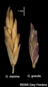 Attēlu rezultāti vaicājumam “Glyceria maxima leaf”