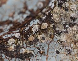 Attēlu rezultāti vaicājumam “Didymium sp.”