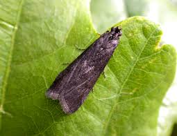 Attēlu rezultāti vaicājumam “Semioscopis avellanella imago”