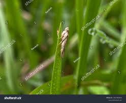 Attēlu rezultāti vaicājumam “Elachistidae”