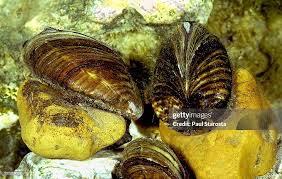 Attēlu rezultāti vaicājumam “Dreissena polymorpha”