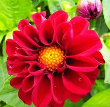 Image result for Dahlia x pinnata `Decorative Giants`