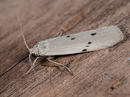 Attēlu rezultāti vaicājumam “Pelosia muscerda”