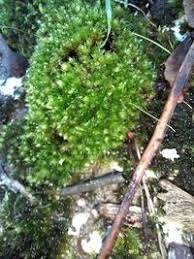 Attēlu rezultāti vaicājumam “Bryales”