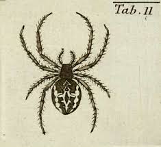 Attēlu rezultāti vaicājumam “Larinioides cornutus”