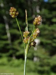 Attēlu rezultāti vaicājumam “Luzula multiflora fruit”