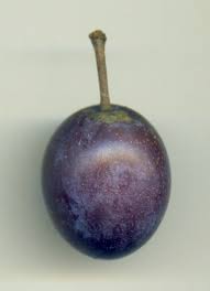 Attēlu rezultāti vaicājumam “Prunus domestica subsp. insitita fruit”