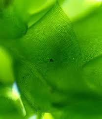 Attēlu rezultāti vaicājumam “Anomodon attenuatus”