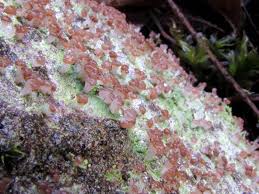 Attēlu rezultāti vaicājumam “Baeomyces rufus”