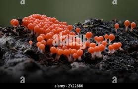 Attēlu rezultāti vaicājumam “Hemitrichia decipiens macro”