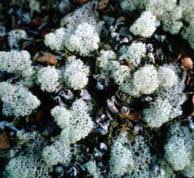 Attēlu rezultāti vaicājumam “Cladonia rangiferina”
