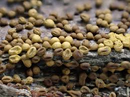 Attēlu rezultāti vaicājumam “Perichaena depressa spores”