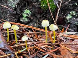 Attēlu rezultāti vaicājumam “Mycena viscosa”