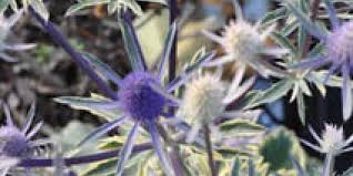 Attēlu rezultāti vaicājumam “Eryngium planum fruit”