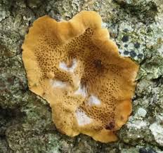 Attēlu rezultāti vaicājumam “Junghuhnia pseudozilingiana”