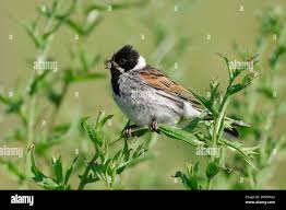 Attēlu rezultāti vaicājumam “Emberiza schoeniclus male”
