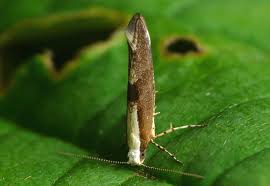 Attēlu rezultāti vaicājumam “Argyresthia semifusca”