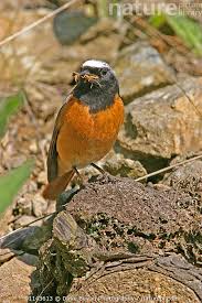 Attēlu rezultāti vaicājumam “Phoenicurus phoenicurus male”