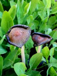 Attēlu rezultāti vaicājumam “Coprinus sp.”