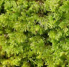 Attēlu rezultāti vaicājumam “Riccardia incurvata”