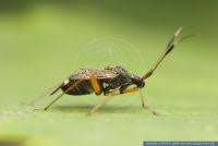 Attēlu rezultāti vaicājumam “Closterotomus biclavatus”