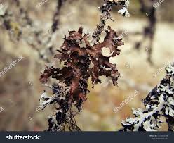 Attēlu rezultāti vaicājumam “Tuckermannopsis chlorophylla”