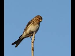 Image result for twite photo