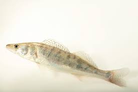 Image result for Sander lucioperca