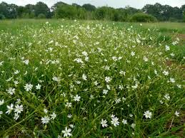 Attēlu rezultāti vaicājumam “Stellaria graminea flower”