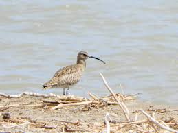 Attēlu rezultāti vaicājumam “Numenius phaeopus adult”