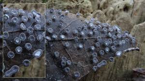 Attēlu rezultāti vaicājumam “Diderma hemisphaericum macro”