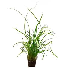 Attēlu rezultāti vaicājumam “Subularia aquatica leaf”