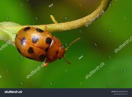 Attēlu rezultāti vaicājumam “Gonioctena”