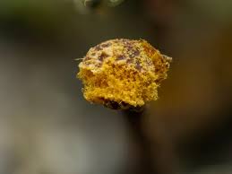 Attēlu rezultāti vaicājumam “Trichia longipalpis”