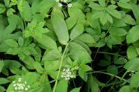 Attēlu rezultāti vaicājumam “Chaerophyllum aromaticum fruit”