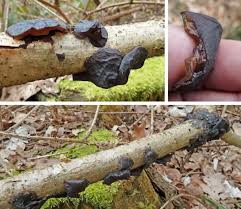 Attēlu rezultāti vaicājumam “Exidia glandulosa”