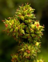 Attēlu rezultāti vaicājumam “Myrica gale bud”