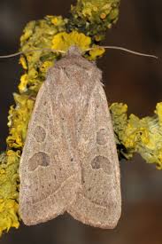 Attēlu rezultāti vaicājumam “Orthosia gracilis”