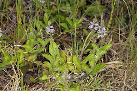 Image result for Veronica officinalis