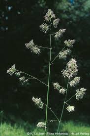 Attēlu rezultāti vaicājumam “Dactylis glomerata subsp. glomerata”