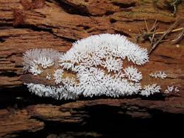 Attēlu rezultāti vaicājumam “Ceratiomyxa fruticulosa”