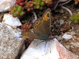 Attēlu rezultāti vaicājumam “Lasiommata petropolitana upperside”