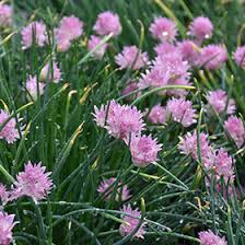 Image result for Allium schoenoprasum