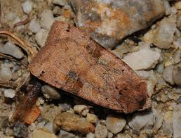 Attēlu rezultāti vaicājumam “Xestia baja”