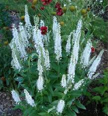 Attēlu rezultāti vaicājumam “Veronica spicata leaf”