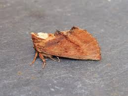 Attēlu rezultāti vaicājumam “Ptilodon capucina imago”