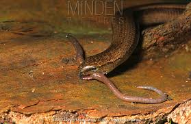 Attēlu rezultāti vaicājumam “Anguis fragilis adult”