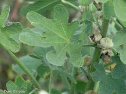 Image result for Alcea rugosa