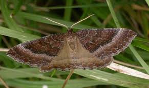 Attēlu rezultāti vaicājumam “Larentia clavaria”